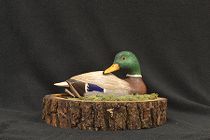 Mr. Greenhead